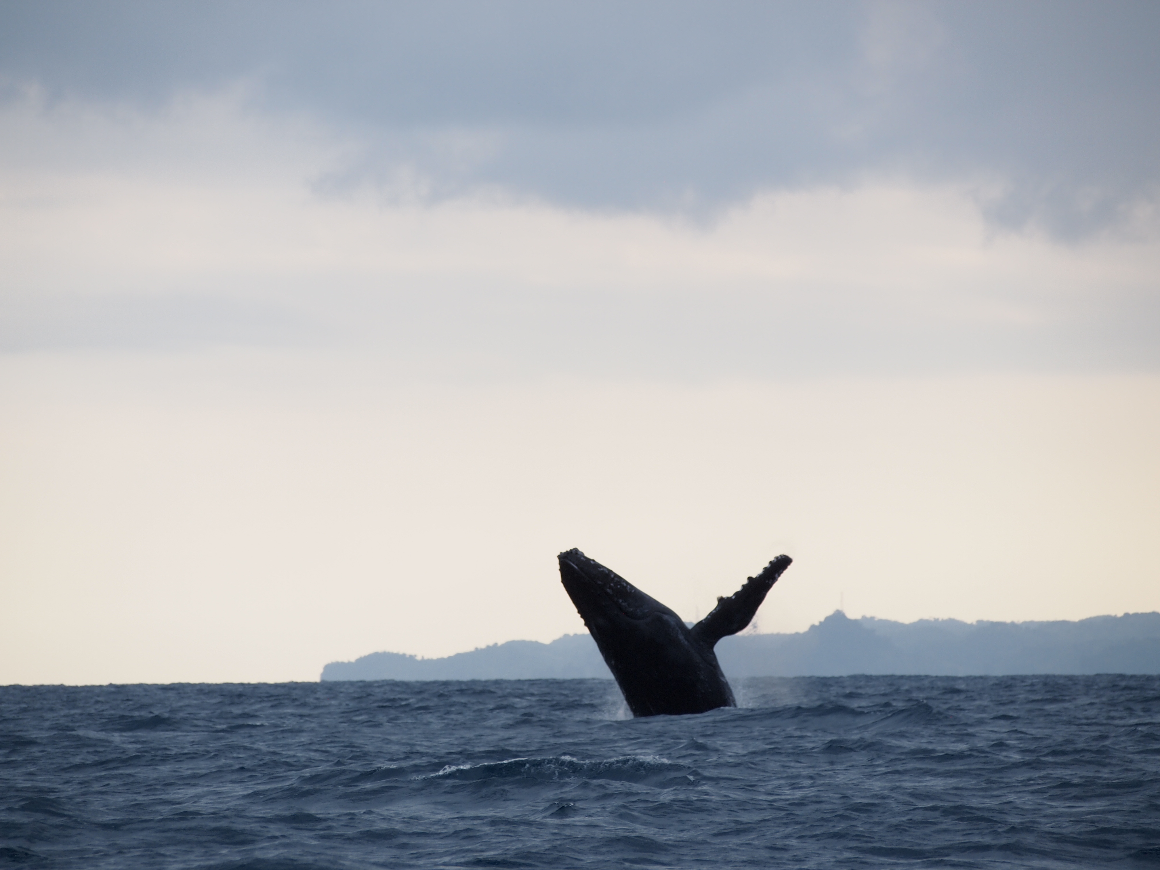 Baleine à bosse bondissant hors de l’eau près de Sainte-Marie à Madagascar