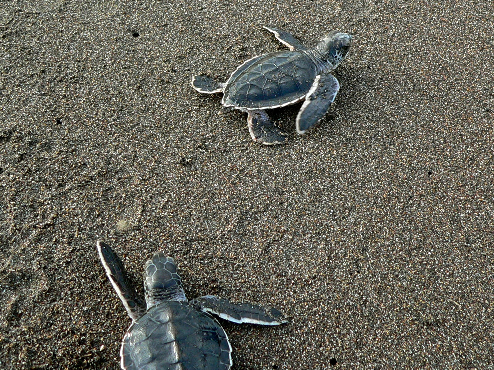 Plusieurs bébés tortues vertes venant d’éclore sur le sable