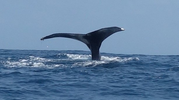 Queue d’une baleine à bosse plongeant dans l’océan Indien