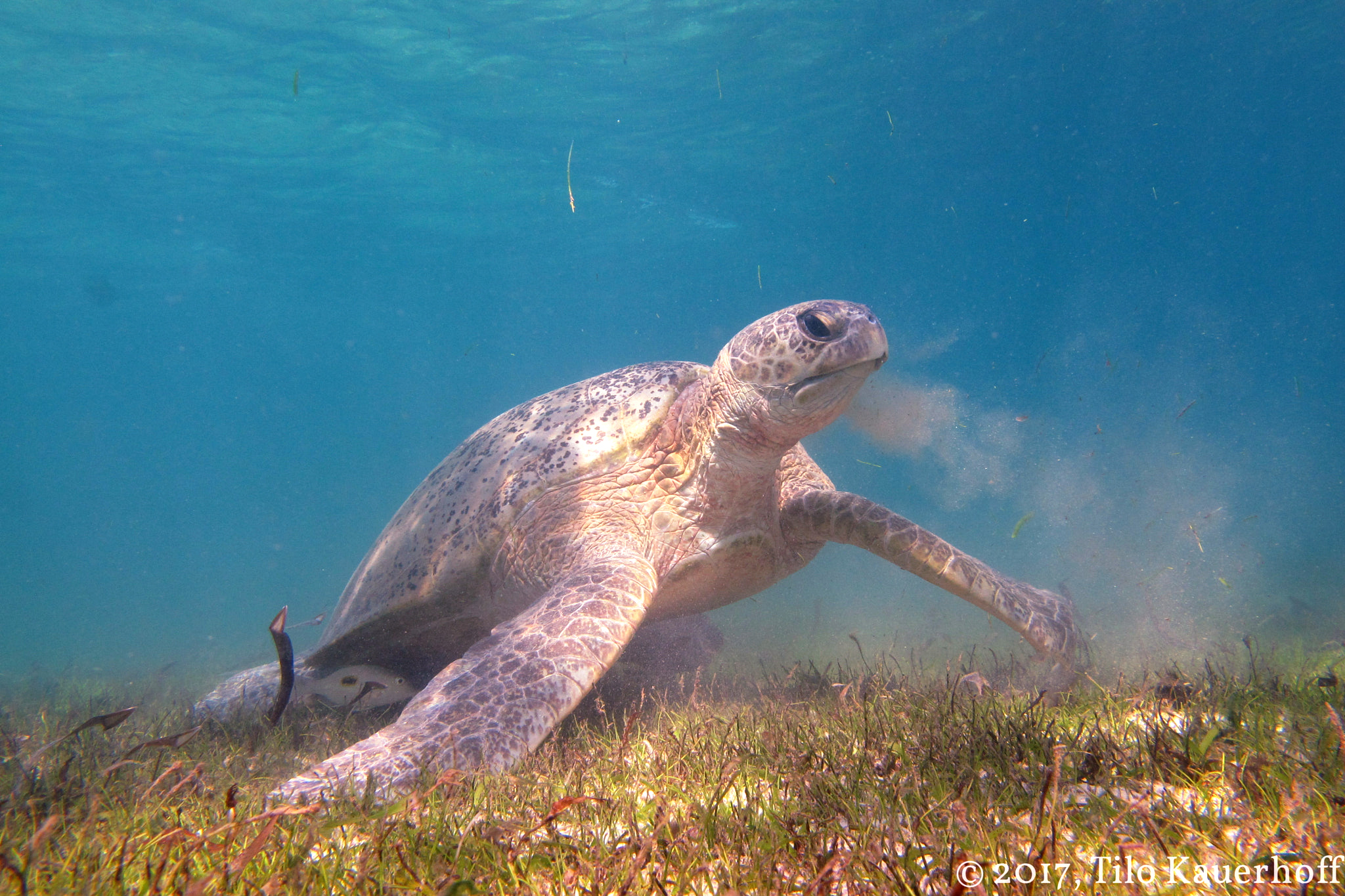 Tortue verte nageant et se nourrissant dans les eaux de Nosy Komba