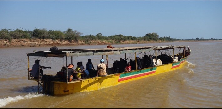 Bac traditionnel coloré transportant passagers et zébus sur un fleuve