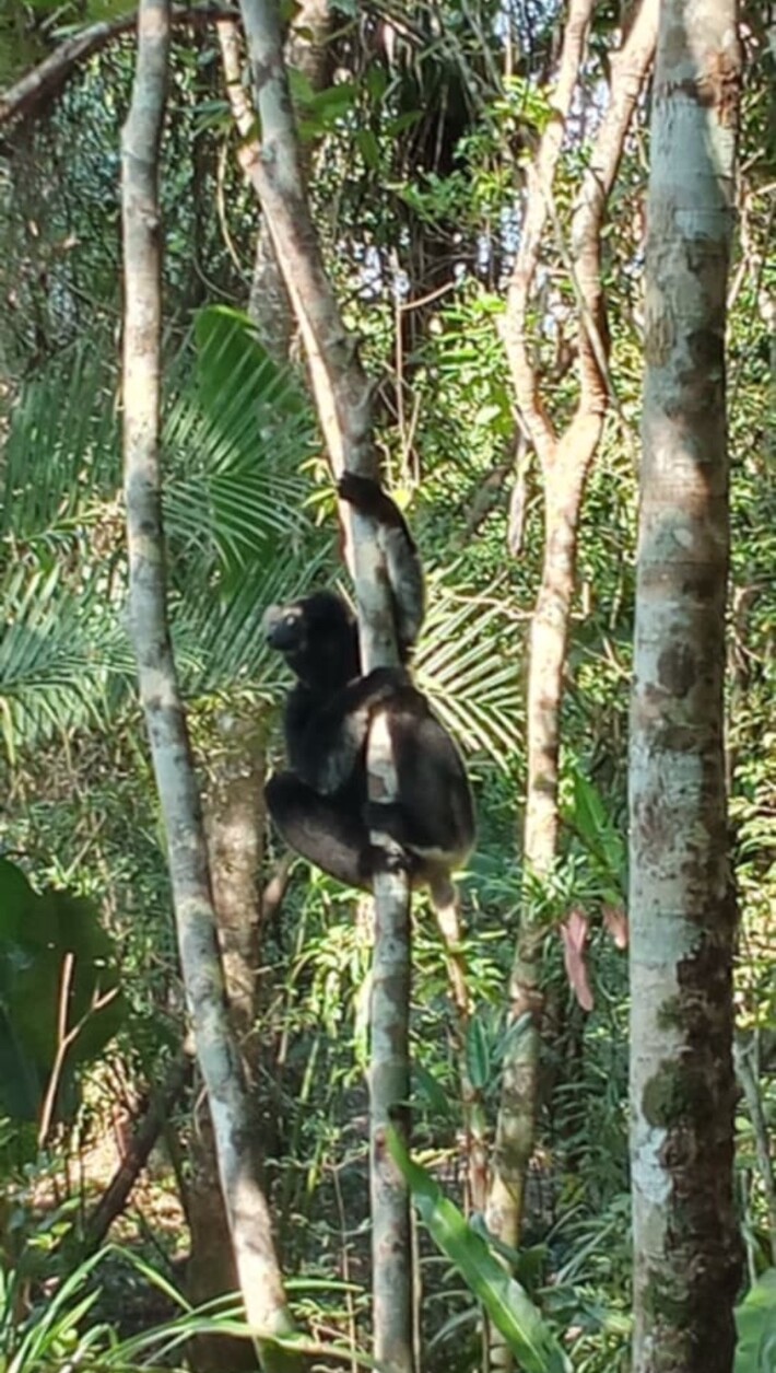 Lémurien noir dans la forêt tropicale de Madagascar