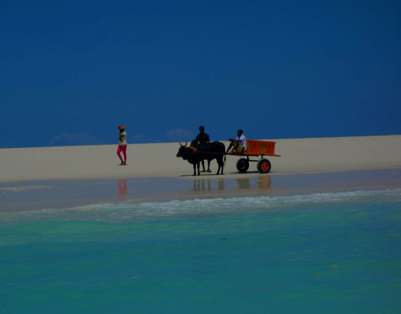 Charrette à zébus avançant sur un banc de sable au bord d’un lagon turquoise