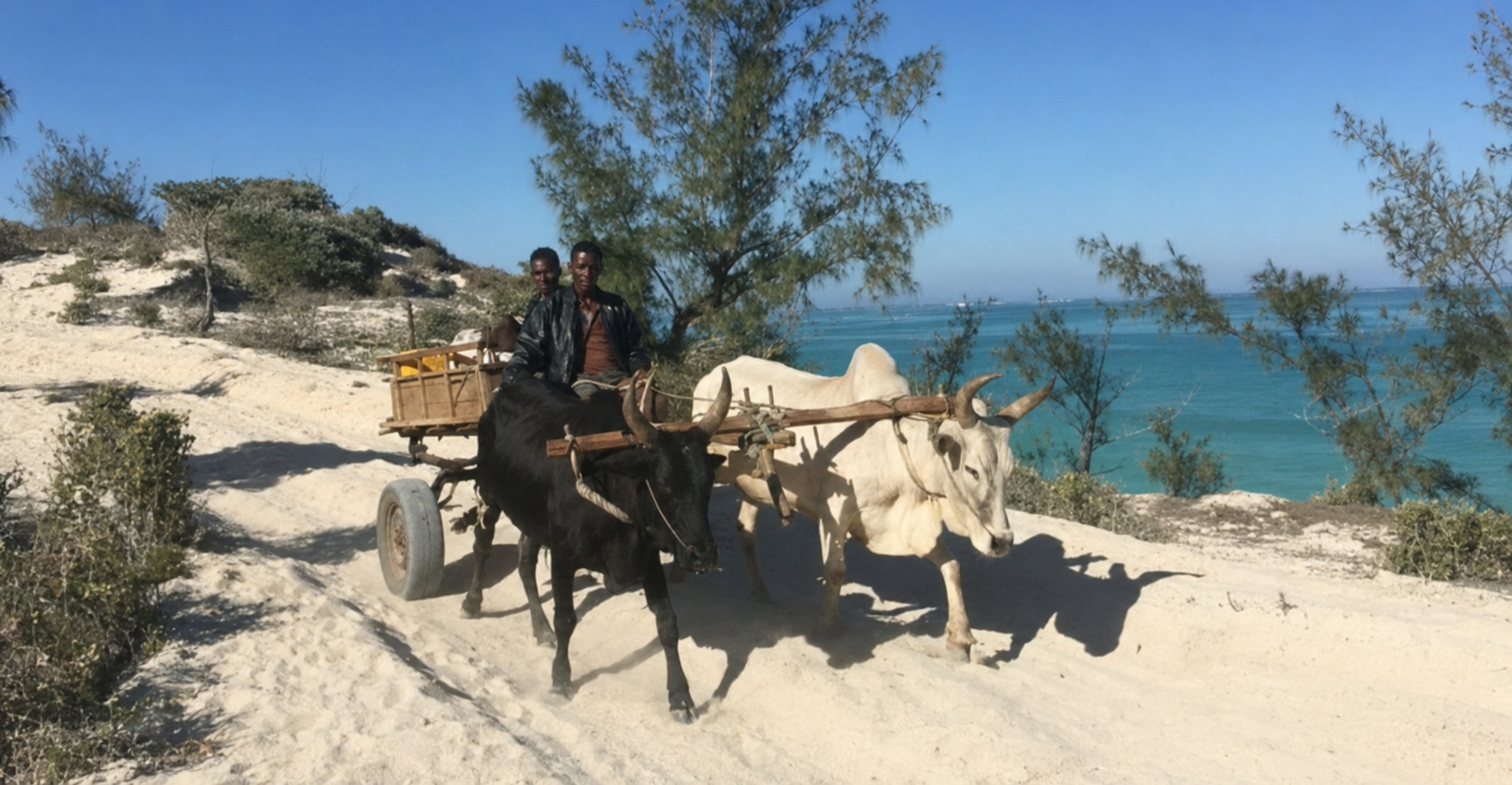 Charrette à zébus avançant sur une piste côtière à Madagascar
