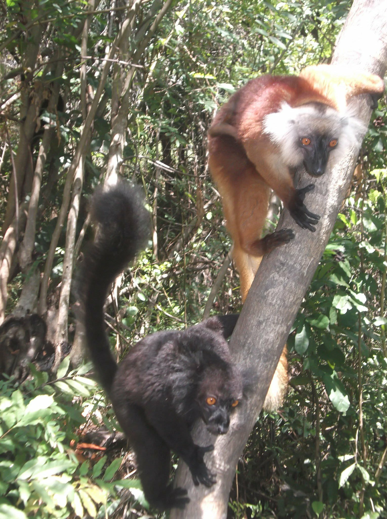 Lémuriens dans une réserve naturelle de Madagascar